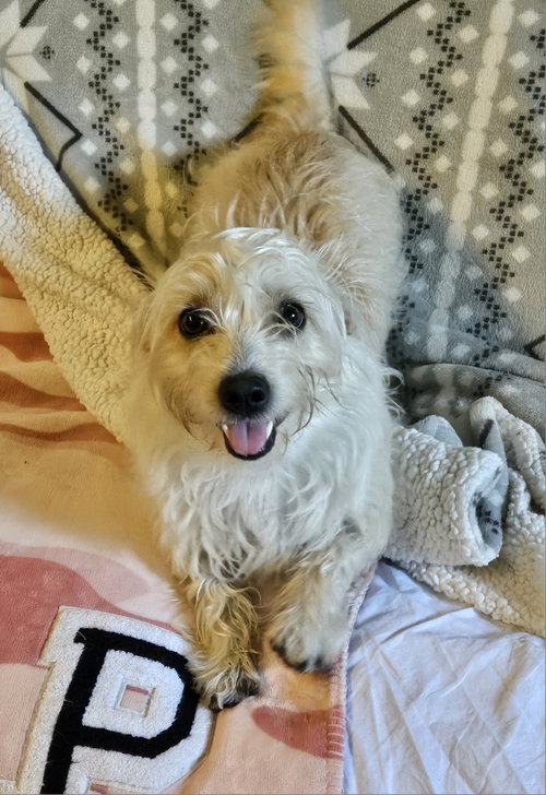 GOOFY, an adoptable Dachshund in Agoura Hills, CA