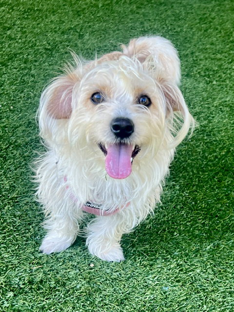 GOOFY, an adoptable Dachshund in Agoura Hills, CA