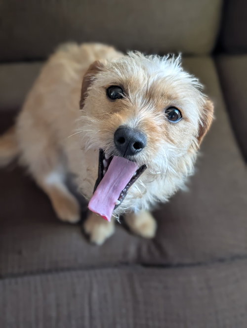 TOPANGA, an adoptable Yorkshire Terrier Yorkie in Agoura Hills, CA