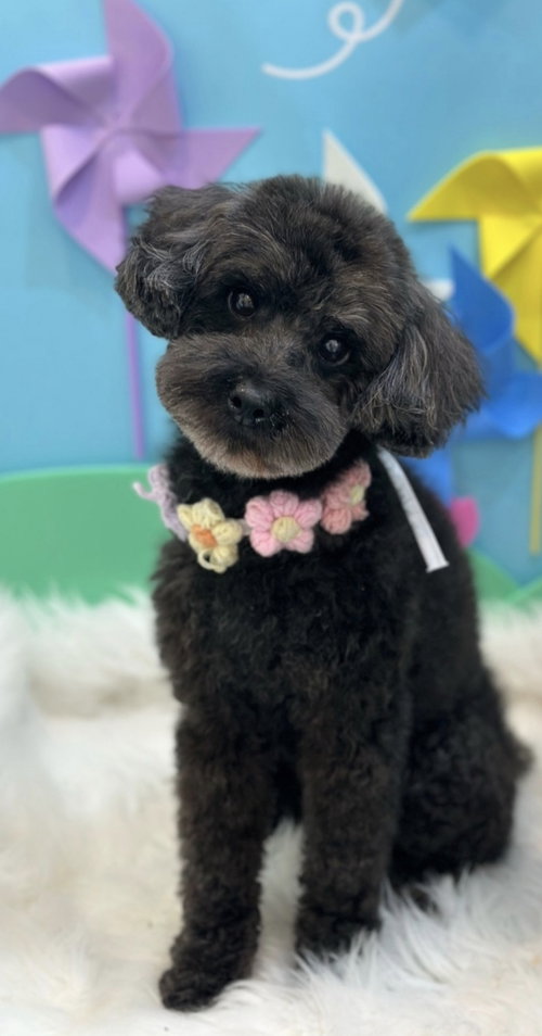 TAEANI, an adoptable Poodle in Agoura Hills, CA