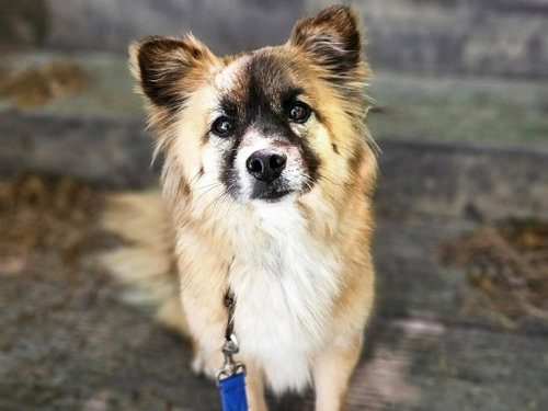 JJAJANG, an adoptable Keeshond in Agoura Hills, CA