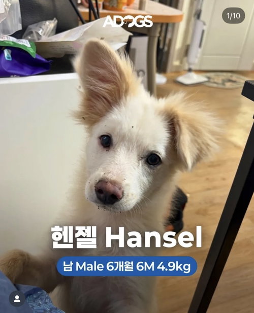 HANSEL, an adoptable Spitz in Agoura Hills, CA