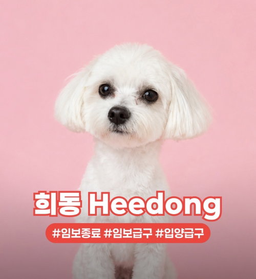 HEEMONG, an adoptable Maltese in Agoura Hills, CA