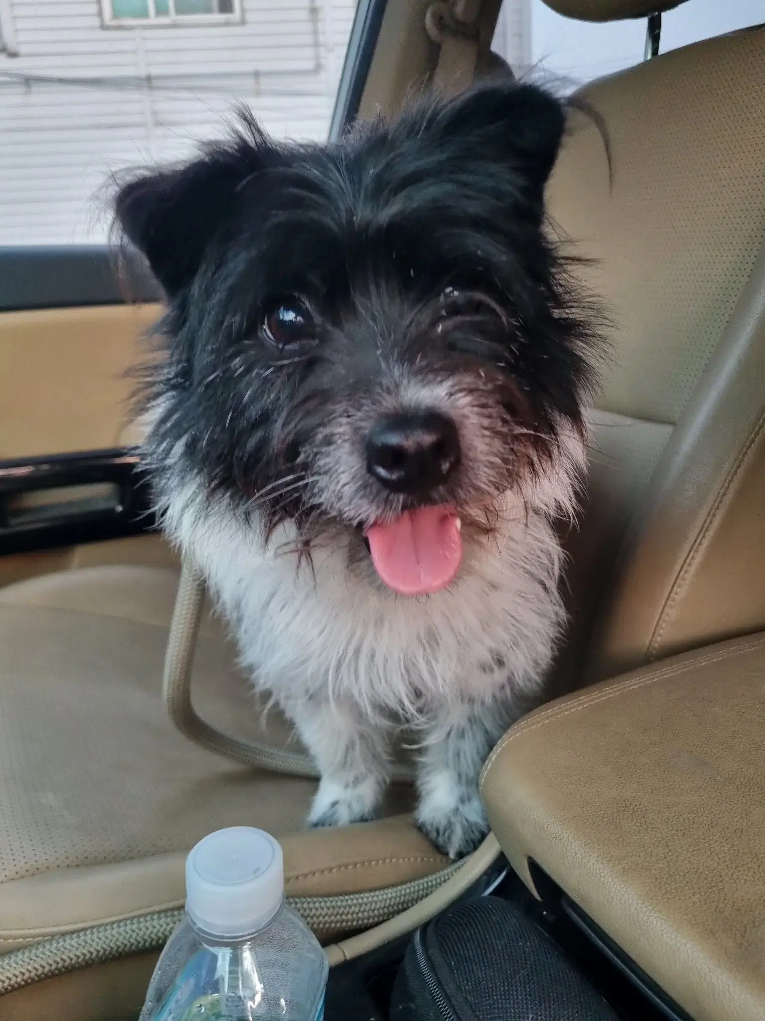Heart - Terrier