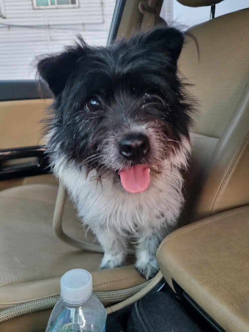 HEART, an adoptable Terrier in Agoura Hills, CA