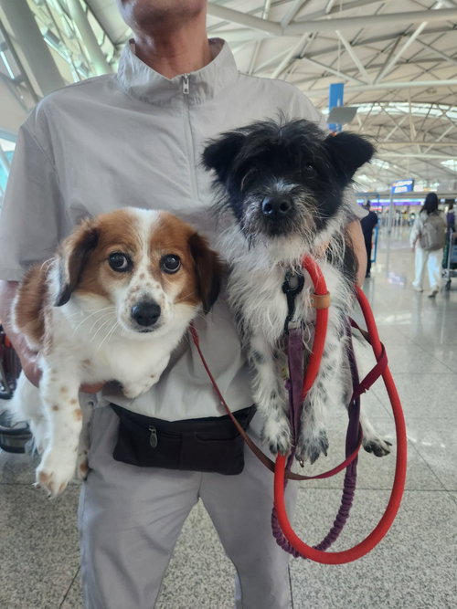CHERRY, an adoptable Cavalier King Charles Spaniel in Agoura Hills, CA