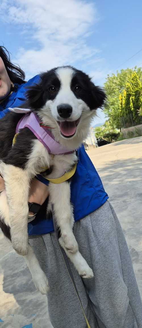 BORI, an adoptable Border Collie in Agoura Hills, CA