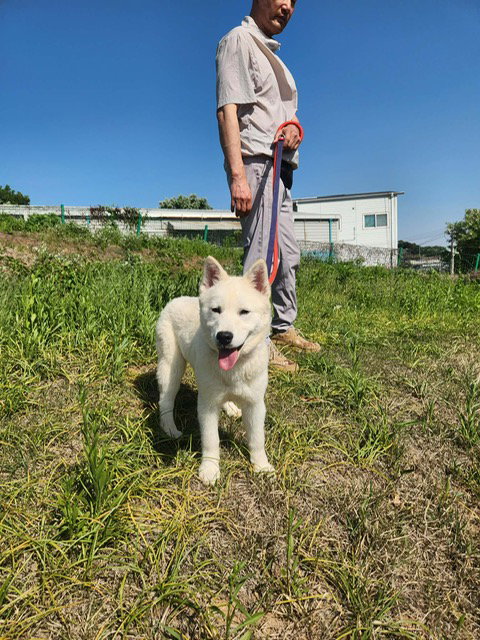 PPOMI, an adoptable Jindo in Agoura Hills, CA