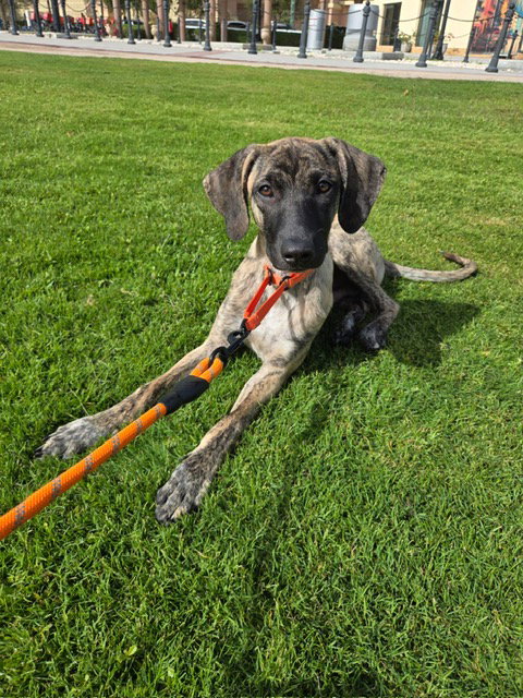 CROSBY, an adoptable Saluki in Agoura Hills, CA