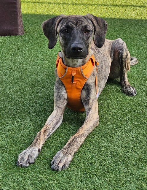 CROSBY, an adoptable Greyhound in Agoura Hills, CA