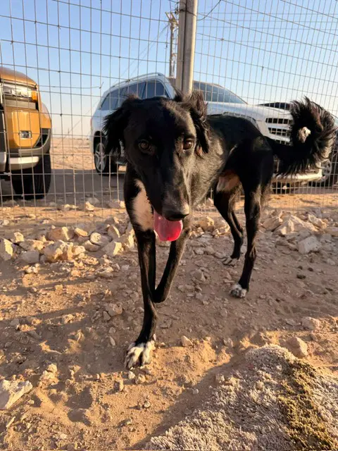 Cane - Saluki