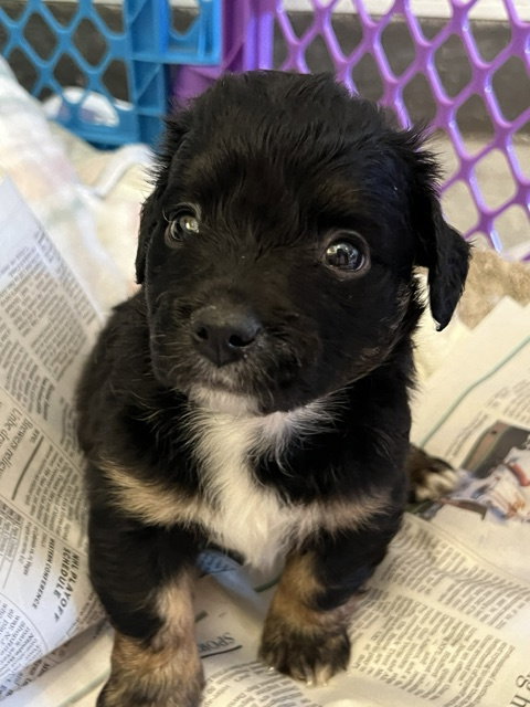 PISTACHIO, an adoptable Cocker Spaniel in Agoura Hills, CA