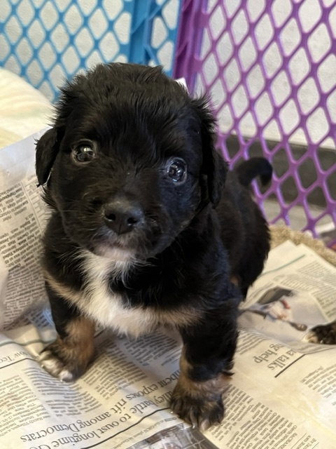 CALZONE, an adoptable Cocker Spaniel in Agoura Hills, CA
