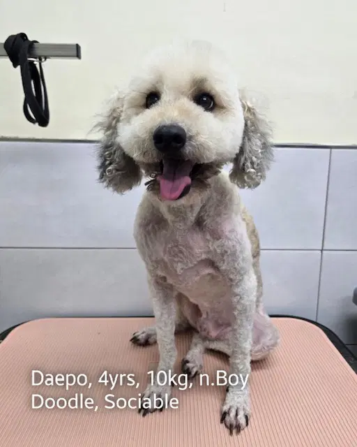 Daepo - Poodle (Miniature)