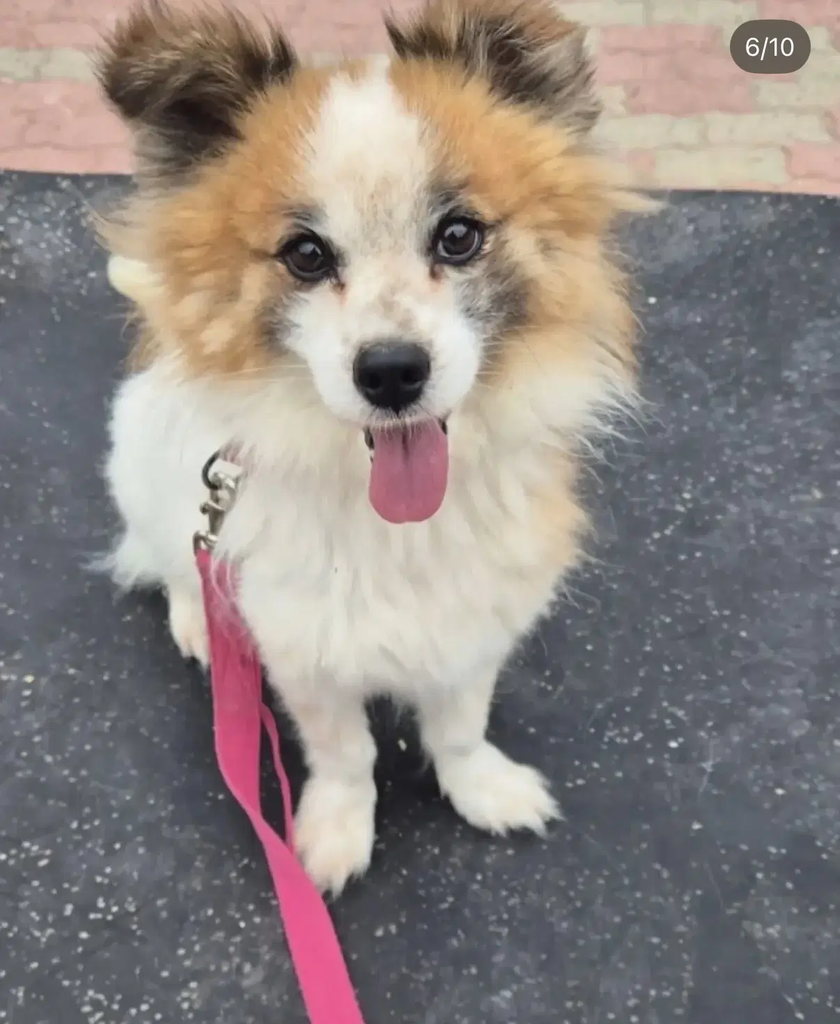 Toffee - Pomeranian