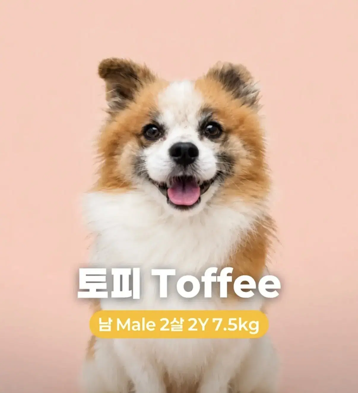 Toffee image 3