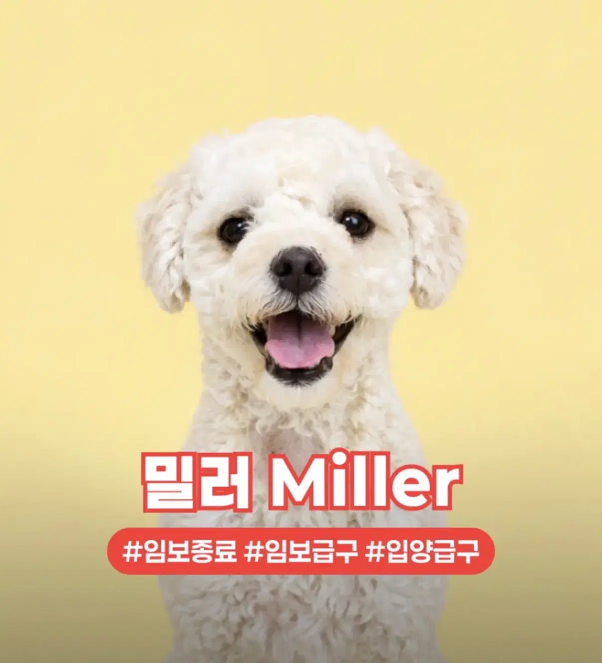 Miller - Poodle (Miniature)