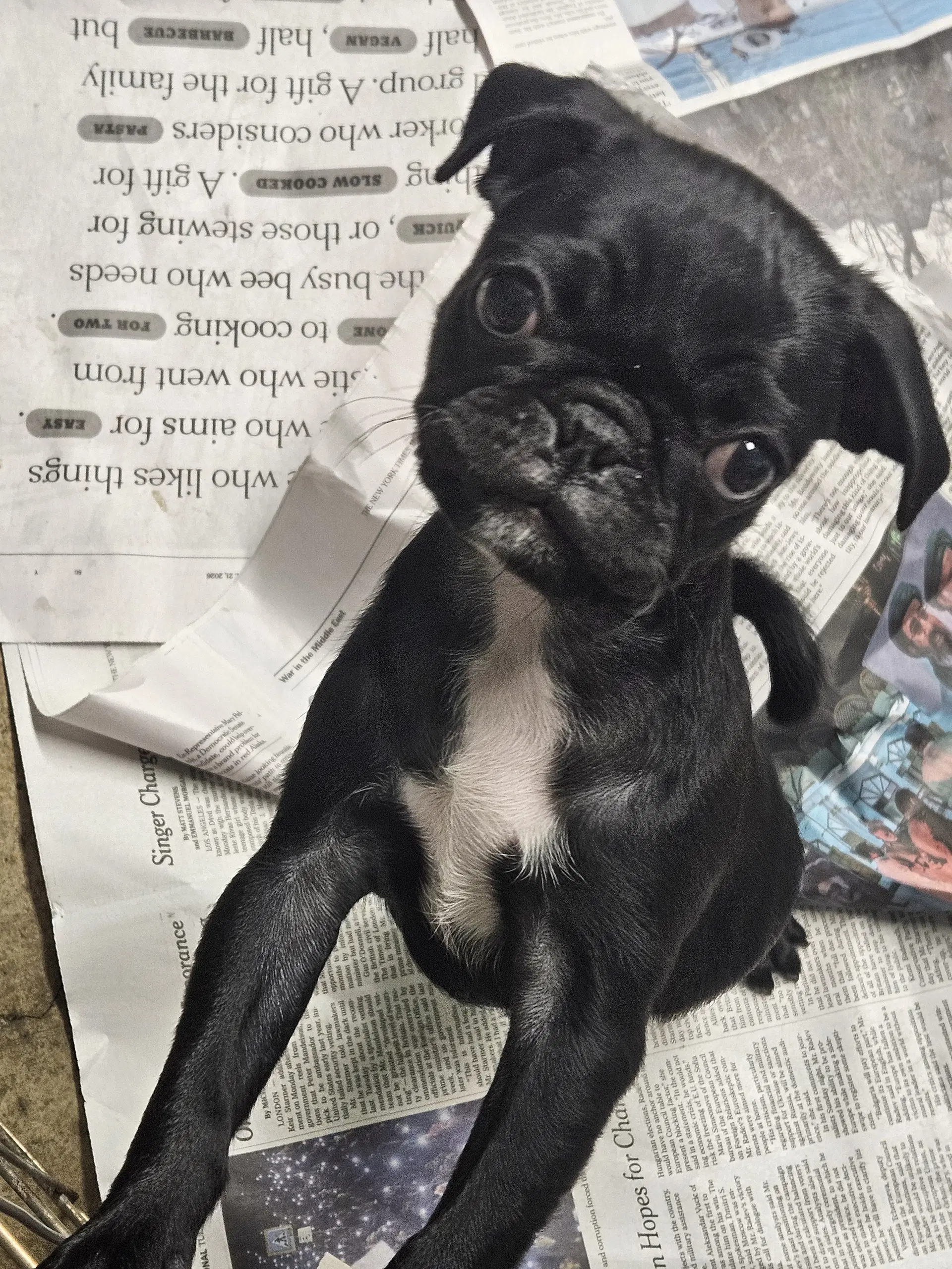 Peggy Sue image 2