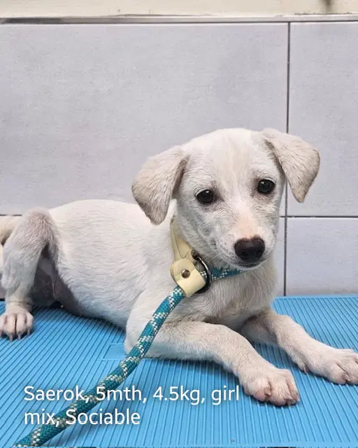 Saerok - Chihuahua