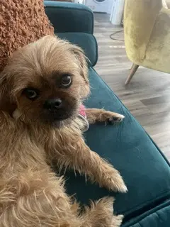 Maisy - Brussels Griffon