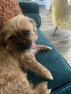 picture of the dog needing adoption