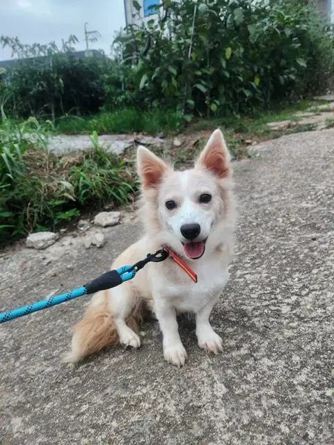 Jane - Spitz
