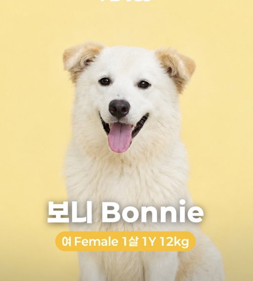BONNIE, a dog for adoption from LIFE Animal Rescue