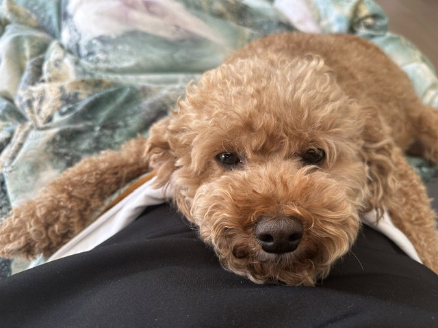 Buddy & Brownie, Poodle (Miniature)