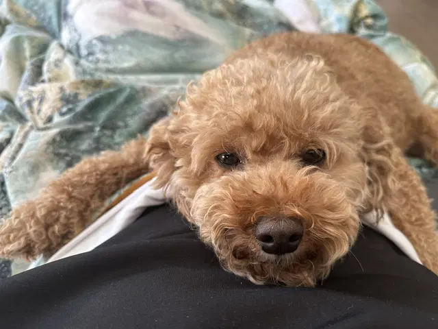 Buddy  Brownie - Poodle (Miniature)