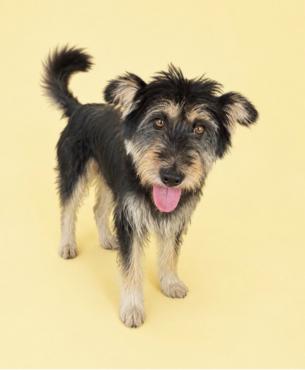 Baekseol, Tibetan Terrier