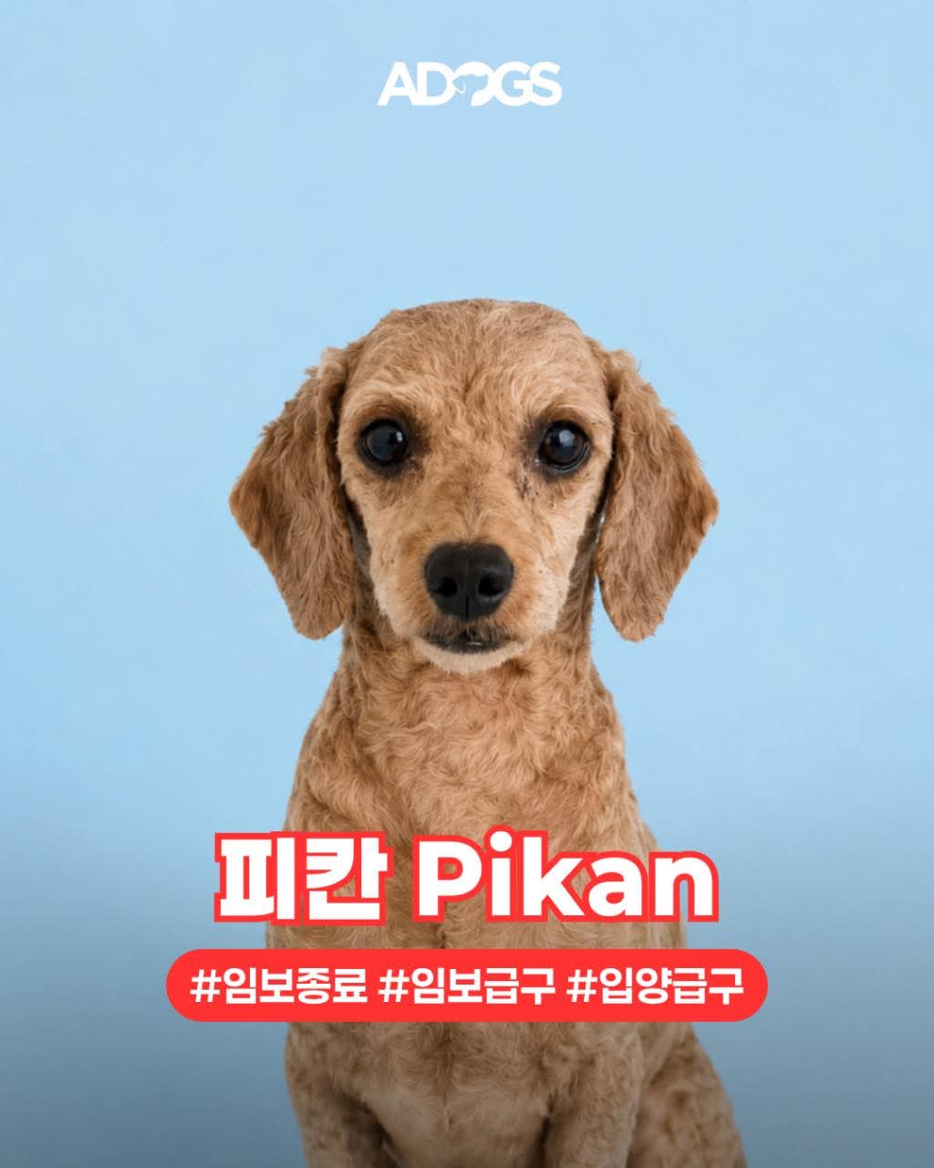 Pikan, Poodle (Miniature)