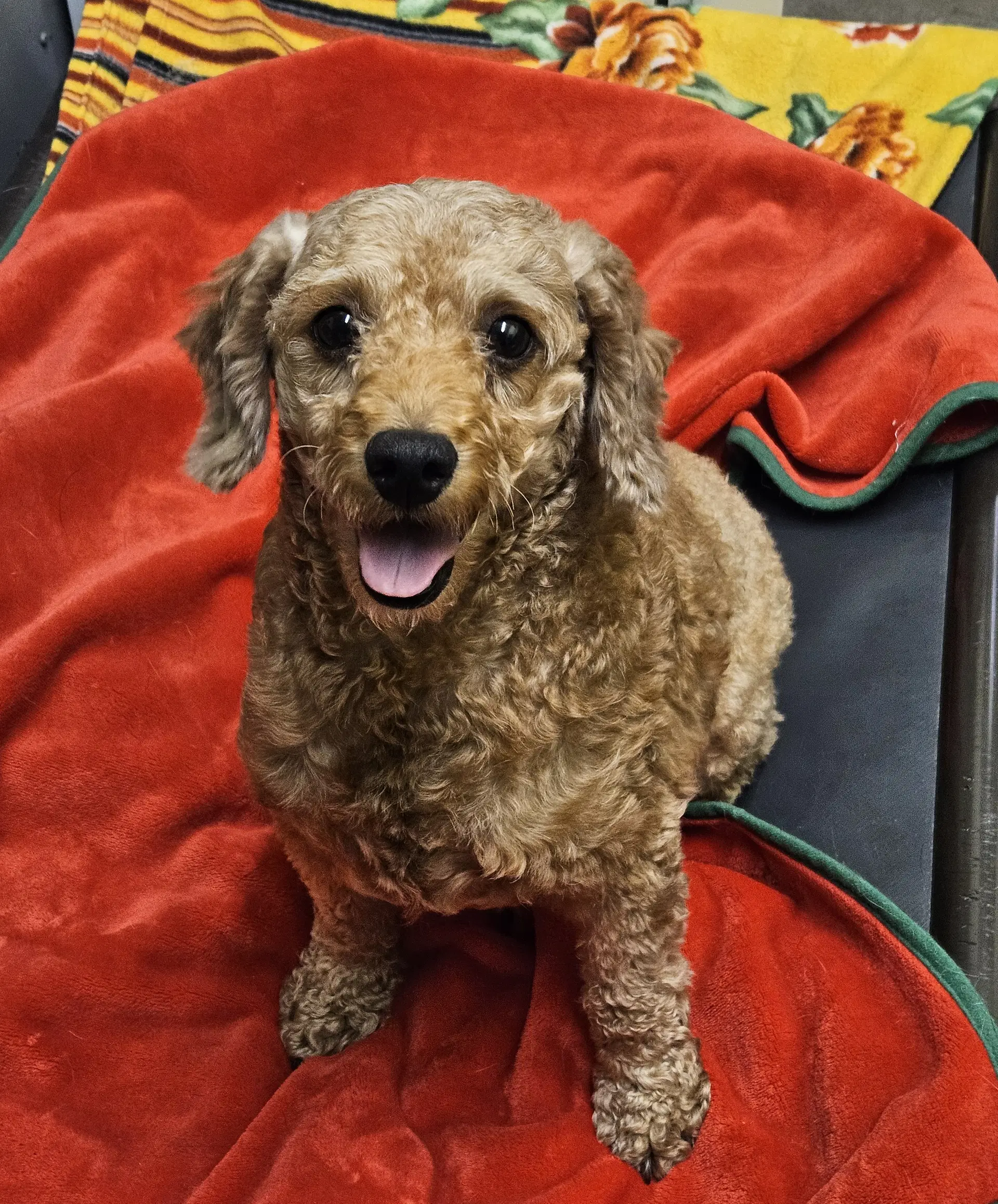 Pikan - Poodle (Miniature)