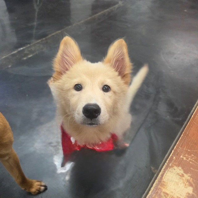 Coca, Golden Retriever