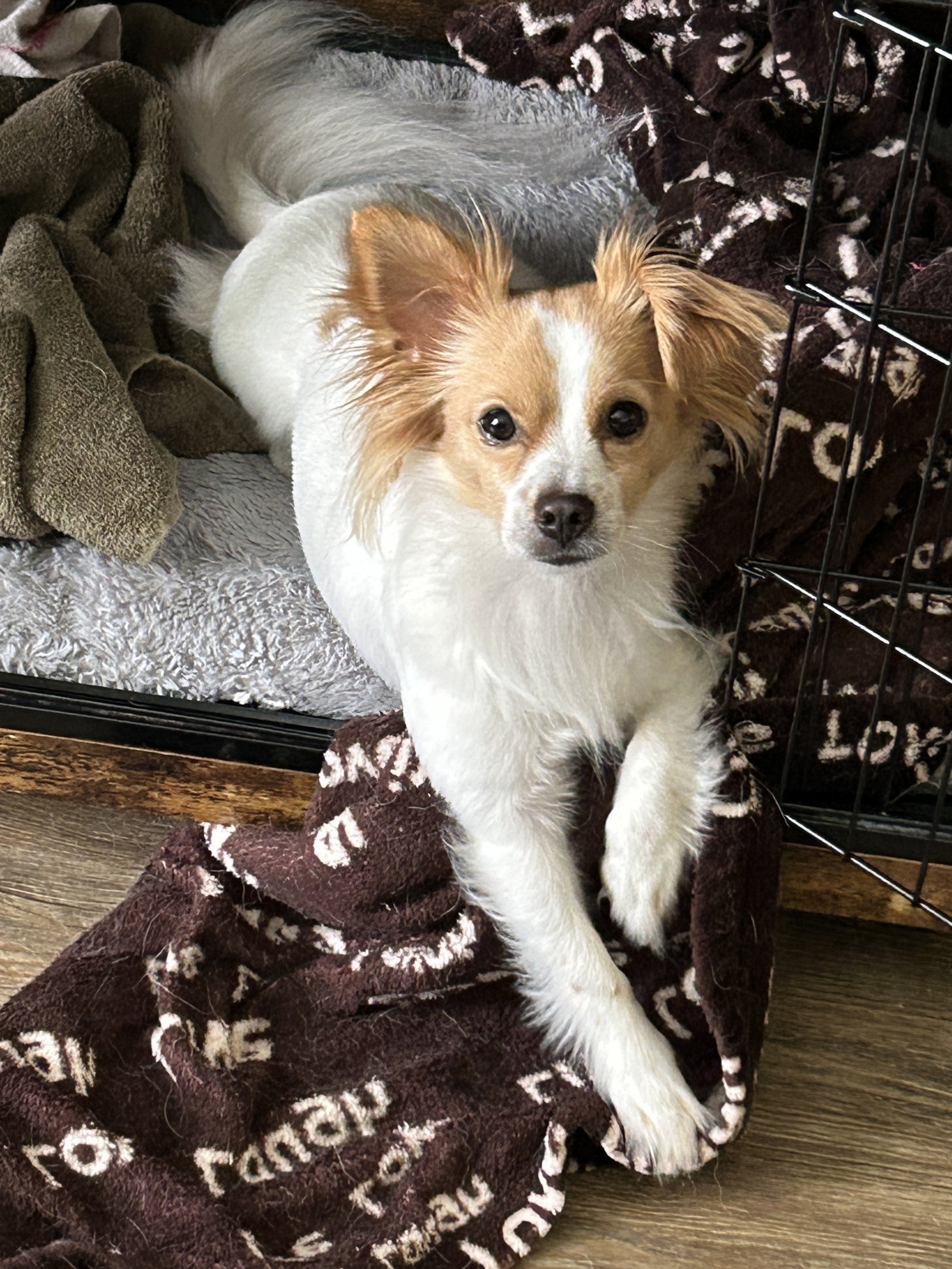 Mitch, Papillon
