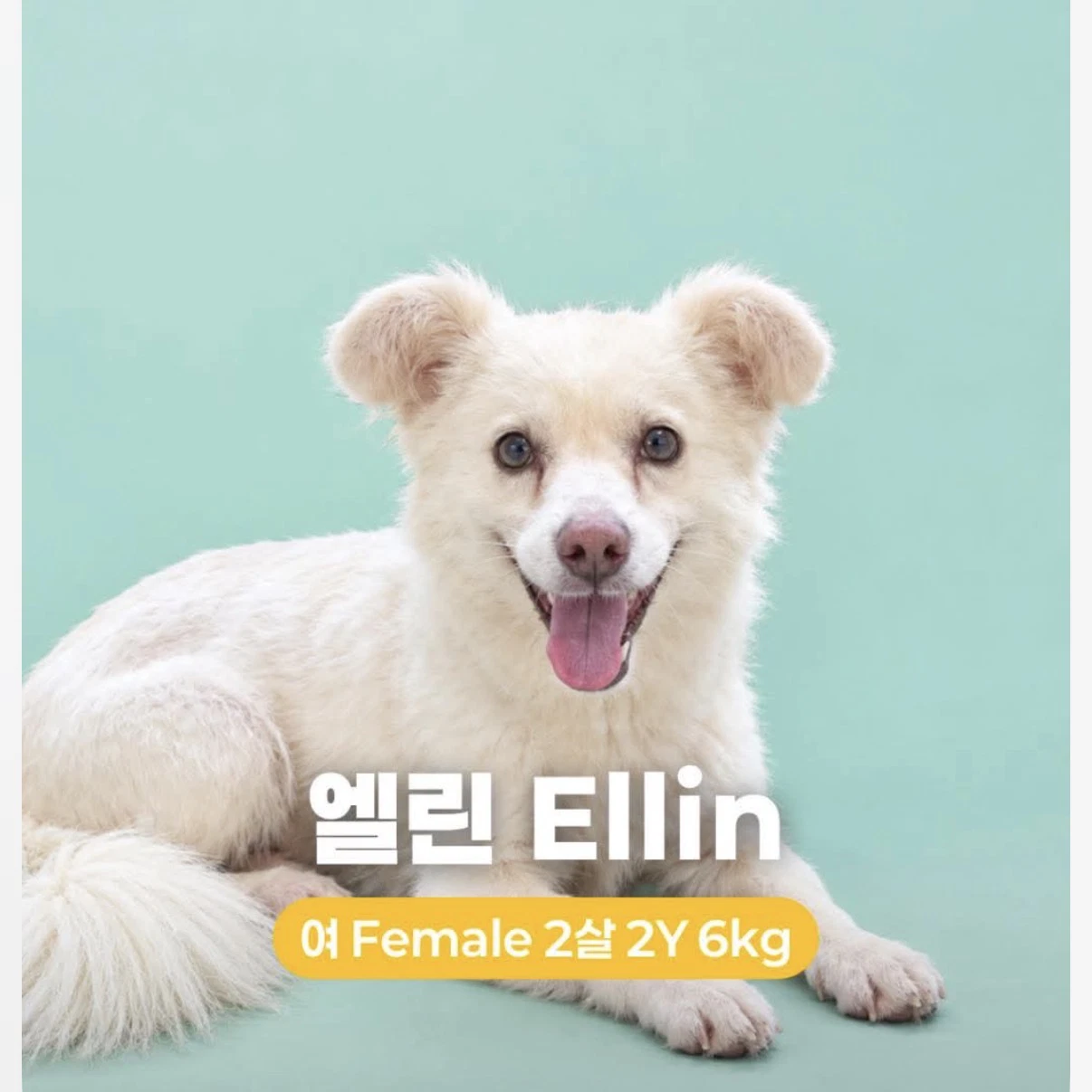 Ellin