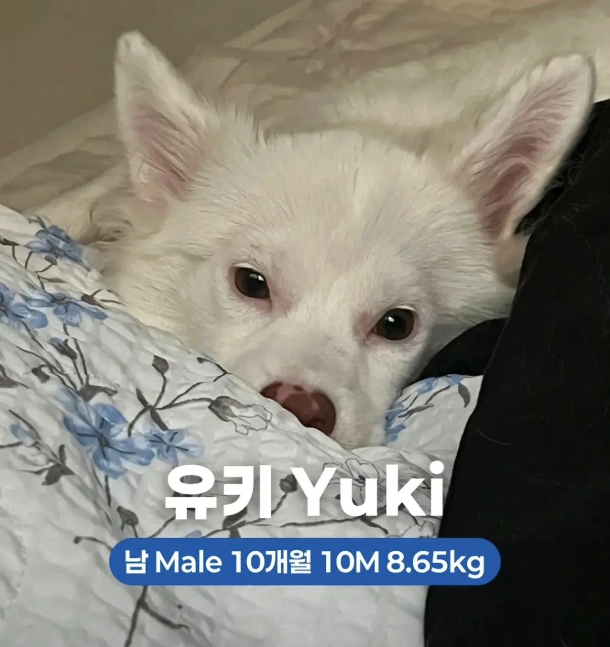 Yuki