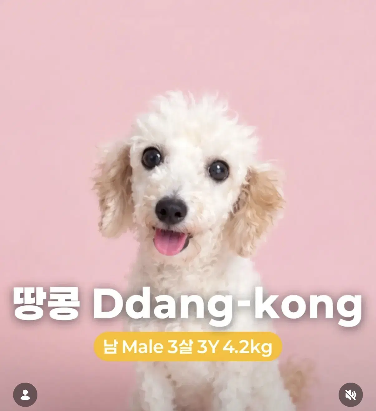 Ddang-Kong - Cockapoo