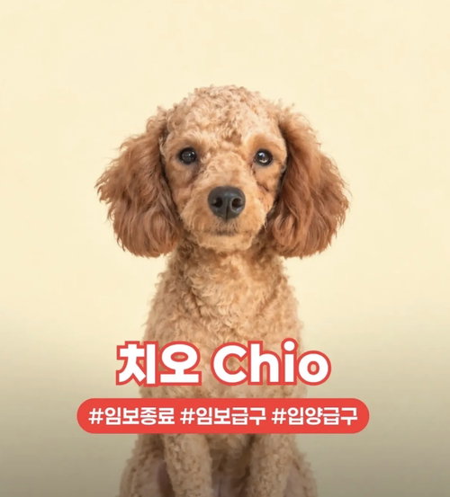 CHIO, a dog for adoption from LIFE Animal Rescue