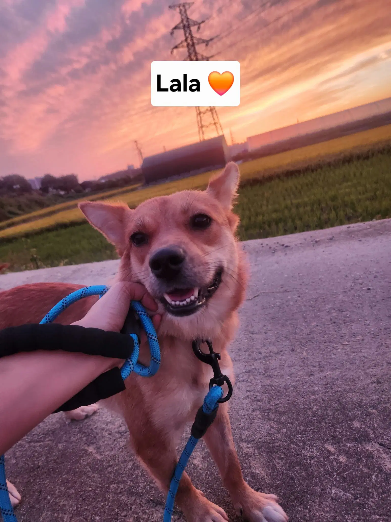 Lala image 1
