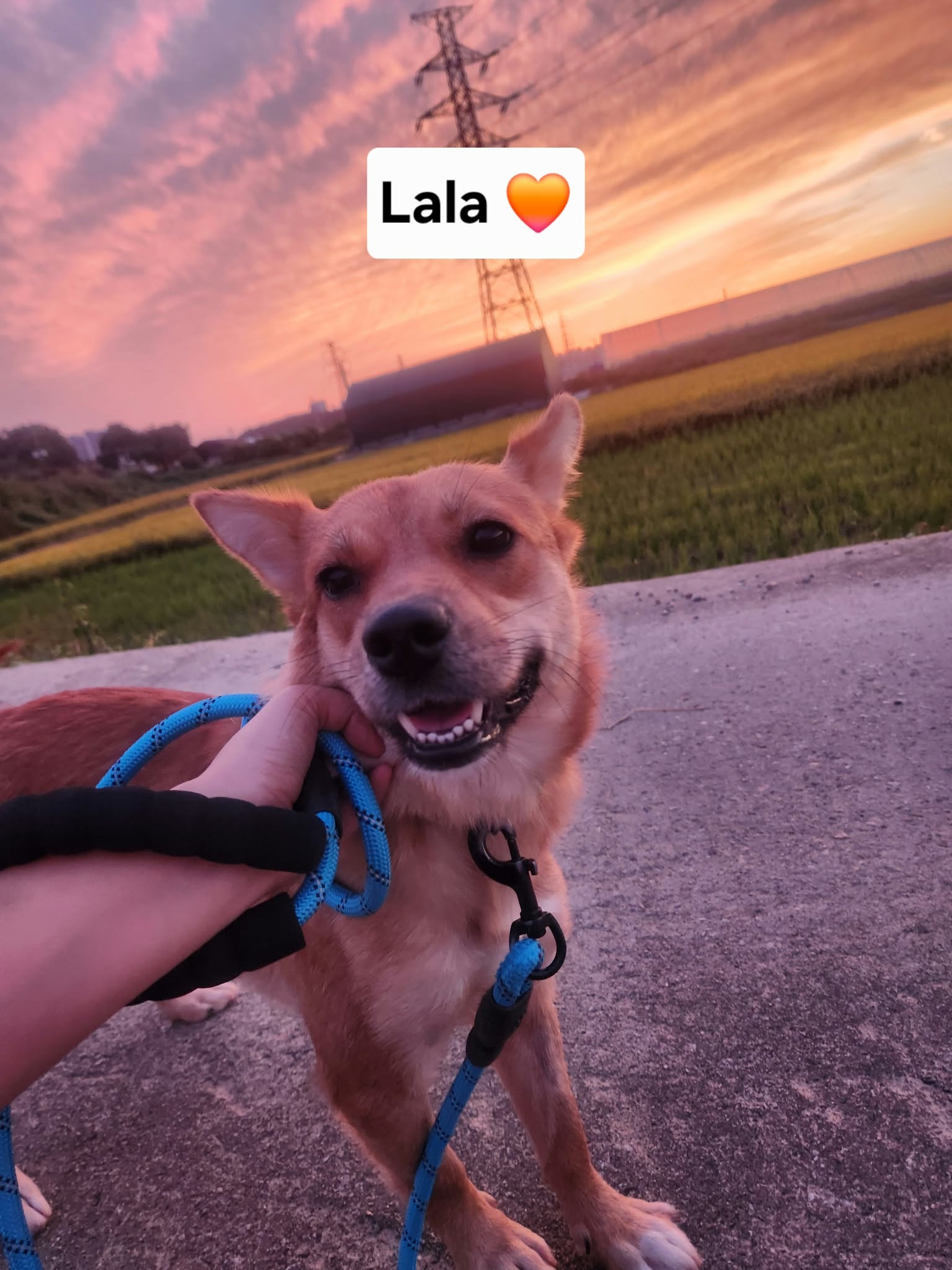 Lala