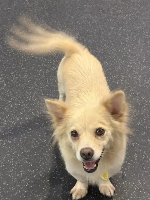 Cosi - Corgi