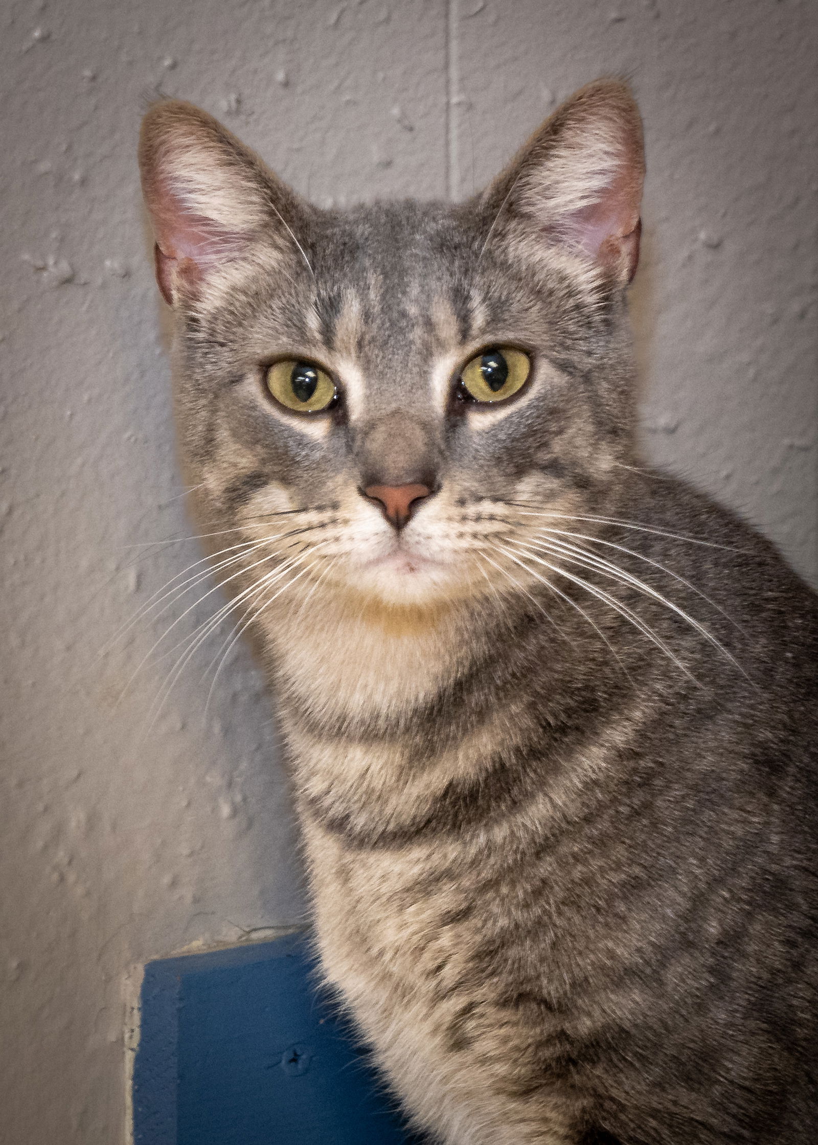 Cats For Adoption In Sand Springs, Oklahoma 