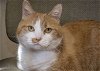 adoptable Cat in tulsa, OK named Peaches