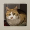 adoptable Cat in , OK named Peaches