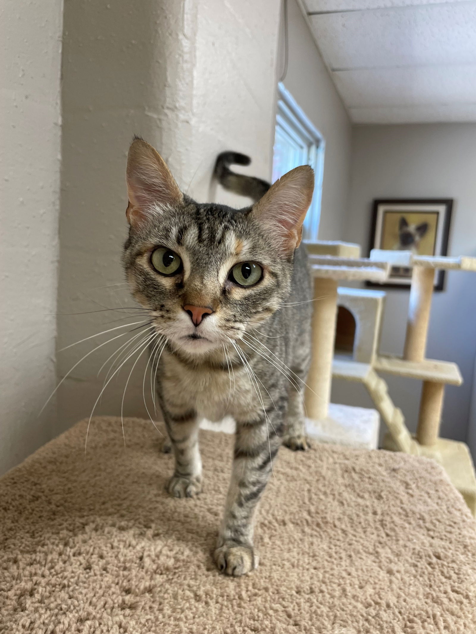 Cats for Adoption in Broken Arrow, Oklahoma | Alpha Paw