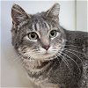 adoptable Cat in , OK named Ms Kitty