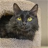 adoptable Cat in  named Abby