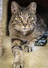 adoptable Cat in , OK named Basil