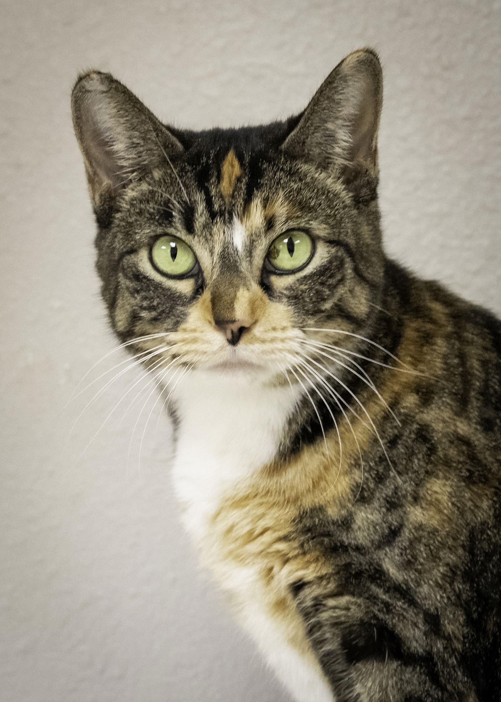 adoptable Cat in Tulsa, OK named Elsie