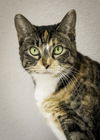 adoptable Cat in  named Elsie